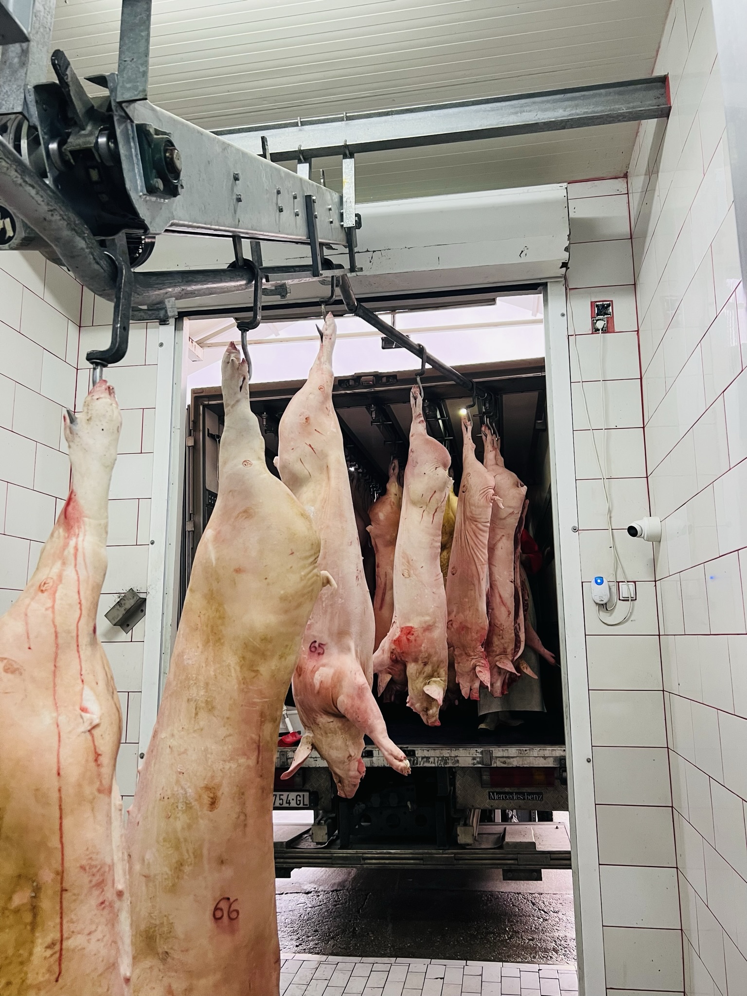 utovar svinja u kamion